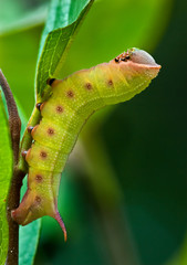 Hummingbird clearwing moth caterpillar, or larva, resting while feeding on leaf of viburnum bush