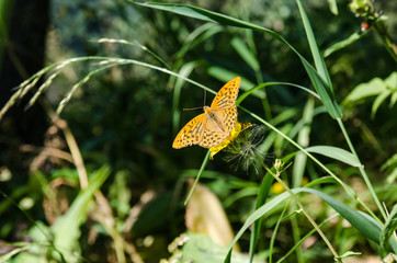 An orange butterfly sits in the green grass and wants to fly.
