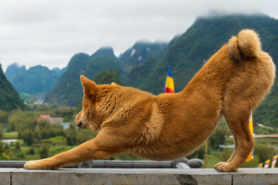 A dog stretching in front of beautiful views in Vietnam