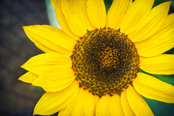 Obraz premium A close-up of one young bright yellow sunflower on a sunflower field in a warm sunny day, the background is blurred