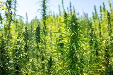 The field with the technical cannabis. Technical hemp.