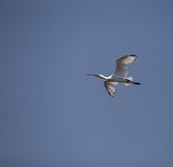 Big white bird, the 