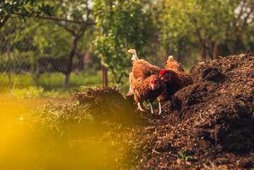 Two hens on the farm (field) with blue green garden (forest) on background. Hampshire hens fighting...