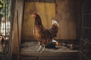 Image - Hen standing in dirty hen house on sunny day. Illuminated Hen with natural light posing to camera in farmyard (garden). Close up of chicken standing on the edge of wooden table in barn yard