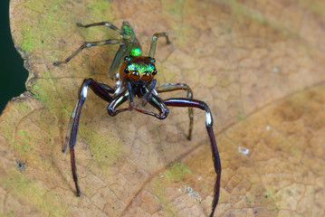 Jumping spider (species undetermined) stalking prey on dead leaf in rainforest of Panama. Note iridescence of body, long and jointed chelicerae (jaws), and unusually long front legs.