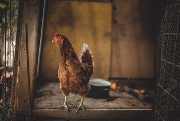Image - Hen standing in dirty hen house on sunny day. Illuminated Hen with natural light posing to...