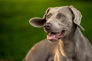 Portrait of a weimaraner breed grey hunting dog in summer park. Happy healthy dog concept.
