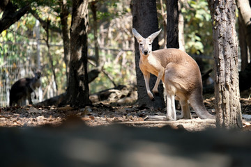 kangaroo