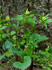 Kidneyleaf buttercup (Ranunculus abortivus) in early spring woodland in central Virginia