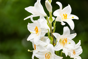 beautiful white lily on a background of a garden