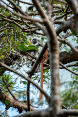 Red colobus monkey in forest