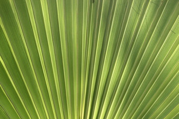 Texture palmier éventail