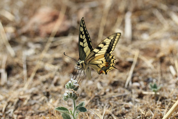 Insecte papillon Le Machaon