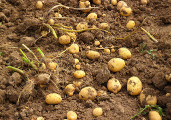 A dug potato lies on a garden bed on excavated ground. Home grown organic vegetables for background. Autumn harvesting in Russia. Selective focus