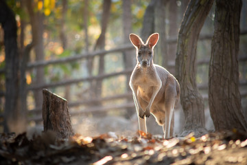 Kangaroo