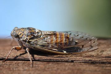 Insecte Cigale Cicada orni - obrazy, fototapety, plakaty