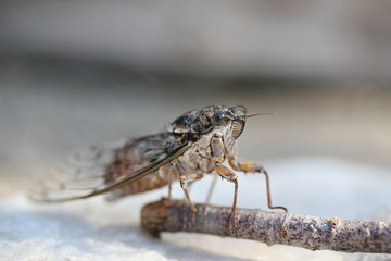 Insecte Cigale Cicada orni