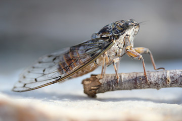 Insecte cigale Orni Stiennon Jacques