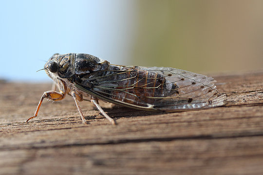 Insecte Cigale Cicada orni