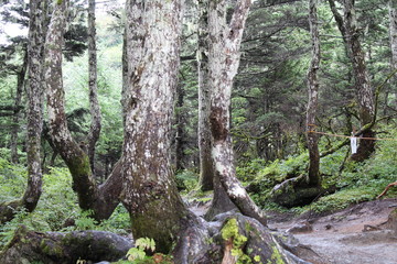 Alaskan Trails