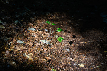 small tree illuminated by sunlight in a dark forest