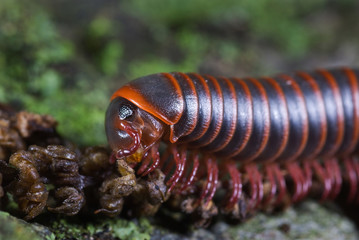 American giant millipede (Narceus americanus)  eating oak tree flower on forest floor in Shenandoah National Park, Virginia