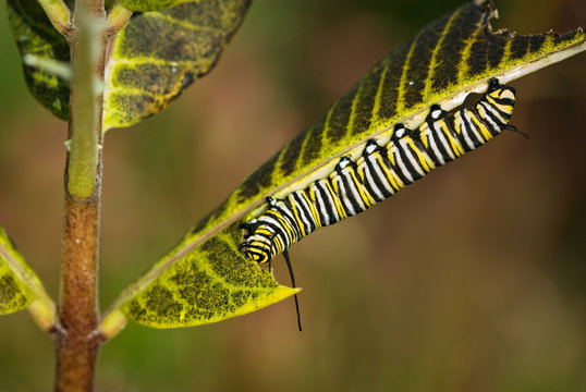 Late-season monarch caterpillar (Danaus plexippus) feeding on common milkweed (Asclepias syriaca). This caterpillar is among the last brood of the season.