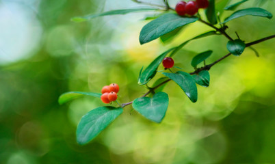 red berries on a branch