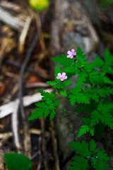 flowers in the garden