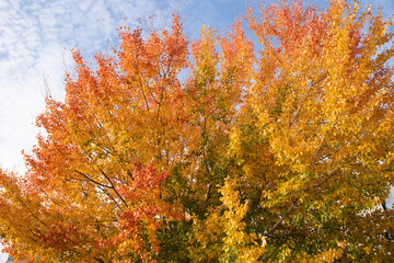 Fototapeta na wymiar Herbstbaum auf Alt Stralau