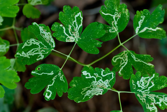 Trails of leaf miners (family Agromyzidae) in leaves of wild columbine (Aquilegia canadensis). Tiny flies lay eggs inside the leaves and the larvae eat the inner layer of the leaves, leaving trails.