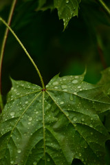 green leaf with water drops