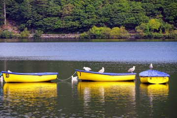 Fototapeta na wymiar Bright Yellow and Blue Row Boats on a Lake