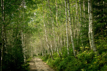 birch forest in the Giant mountains in late summer