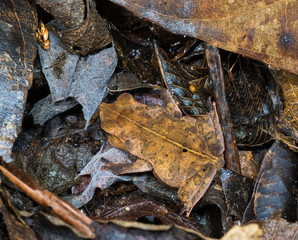 Small leaf-mimic toad hiding among leaves on forest floor in rainforest   Ecuador. Toad remains motionless, relying on cryptic coloration, texture, and body shape to avoid detection byl predators.