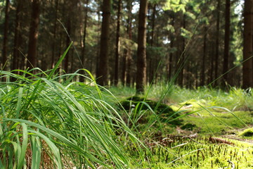 Grasbüschel am Waldboden