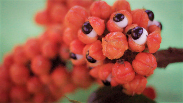 Guaran&aacute; da Amaz&ocirc;nia