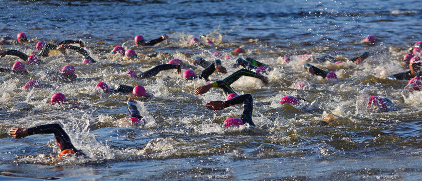 Triathlon swimmers in the river Ouse with pink hats and wetsuits.