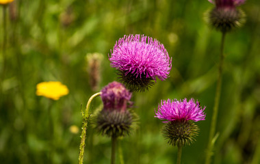 flower of thistle