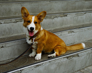  Corghi breed dog sitting on grey concrete stairs.    Selective focus .Red and white color. 