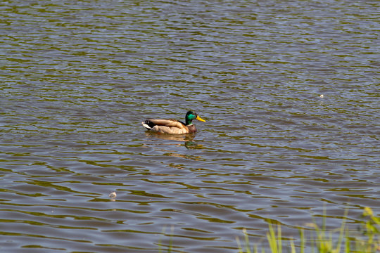 A male duck (drake) with a blue-green neck swims in the lake.