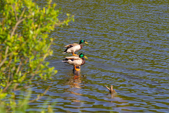 Two male ducks (drakes) with a blue-green neck stand on a half-flooded tree.
