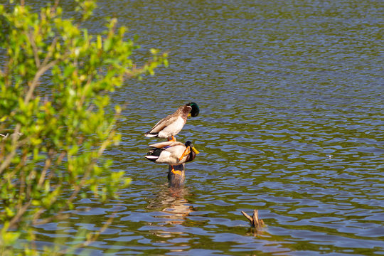 Two male ducks (drakes) with a blue-green neck brush feathers while standing on a half-flooded tree.