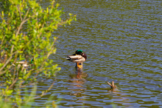 A male duck (drake) with a blue-green neck cleans feathers while standing on a half-flooded tree.