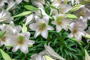 Obraz na płótnie Canvas Spring lilies flowers in green grass