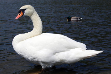 Swan and a duck swim on a river