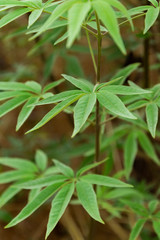 Close up view of a plant resembles marijuana