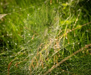 Spiderweb