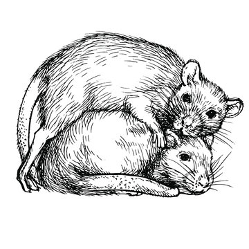Rats And Mice clip art preview
