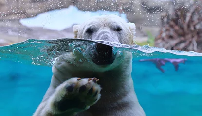 Fototapeten Eisbär arktische Tierwelt Unterwassereis © sko